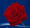 Храна за рози